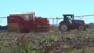 Bishopsbourne Potato Harvest Part 1.