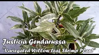 Justicia Gendarussa | Variegated Willow Leaf Shrimp Plant | Care and Propagation