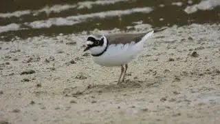Little Ringed Plover, Corriere piccolo (Charadrius dubius)
