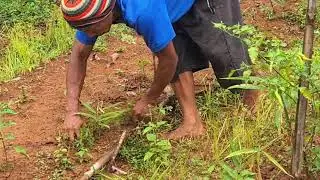 Strong Farmer Cleaning Weeds Manually #RuralAgriculture #TraditionalFarming