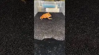 #viralvideo #animals #pacmanfrog #frogs #frog #animalfeeding #pets #petfrog #viralreels #foryou