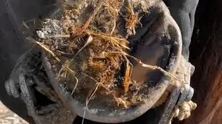 Super Clean Hoof Trim.  .Grant moon farrier V&iacute;deos.