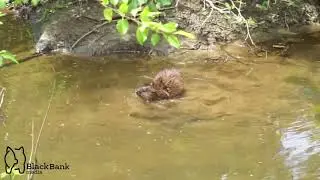 Coypu (Myocastor coypus) Swimming in the Richmond Virginia, James River (HD)