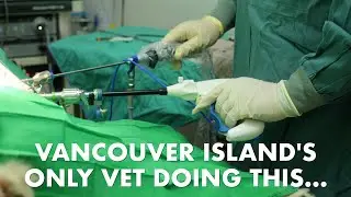 The ONLY Vet Hospital Doing THIS on Vancouver Island