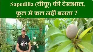 Chiku Plant Care  |  How to Stop Chiku / Spodilla Flower Falling