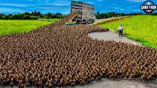 How To Raise Ducks - Raise Laying Ducks - High-tech Duck Meat Processing Factory