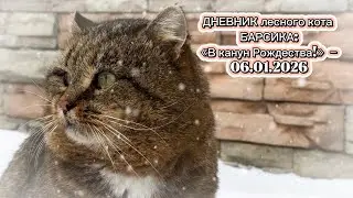 ДНЕВНИК лесного кота БАРСИКА: «В канун Рождества!»  - 6 января 2026 года