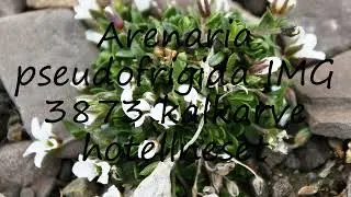 How to pronounce Arenaria pseudofrigida IMG 3873 kalkarve hotellneset in Turkish?