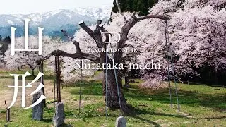 [桜ドローン撮影4K] 山形県白鷹町 釜の越桜 / Kamanokoshi sakura, Shirataka, Yamagata | 桜ドローンプロジェクト
