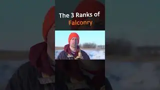 Три класса соколиной охоты