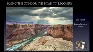 Saving the Condor - 25 Years of Recovery Efforts in Arizona Utah - Tim Hauck