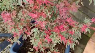 Japanese Maples - Acer Palmatum Taylor with lots of new growth in August