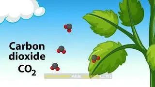 Understanding Air: Composition and Importance of Oxygen, Nitrogen, CO2 & Water Vapor