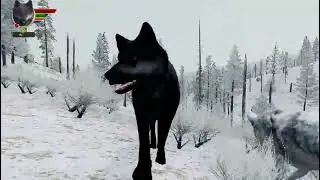 A Wolf's Pup Fight To Survive