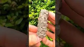 We Found Fossil Reptile Bones! 🦴