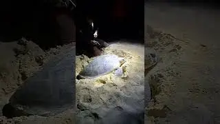 PART 4.  MUST SEE. MY TURTLE LAYING 77 EGGS IN SELINGAN ISLAND IN SABAH BORNEO