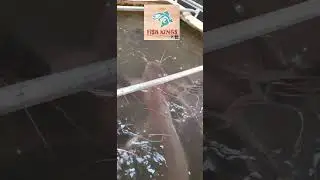 BIG CATFISH @ 4MONTHS+ IN MY BACKYARD || HAPPY RESULT FROM GOOD FARM MANAGEMENT @fishkingfarms5140