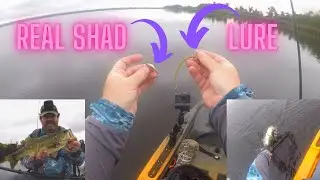 Catching Bass While They Are Busting Up Schools of Tiny Shad!