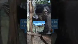 В Индии жестокому обращению подвергались медведи-губачи...