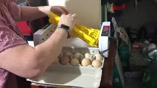 Day 18 egg incubation removing the automatic egg turner