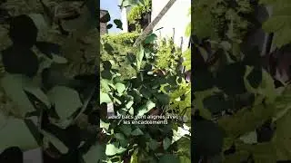 Repenser une terrasse de 20m2 &agrave; Paris