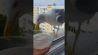 seagull bites other gull's butt 😳  #Shorts #seagulls