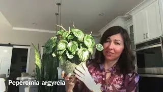 Tropical Plants/Succulent in the Spotlight