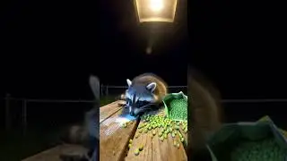 Don't Feed Your PET Wasabi Peas Before Watching This!