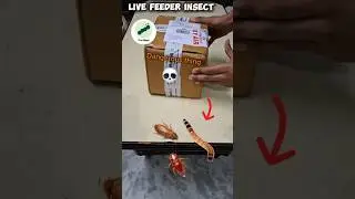 Unboxing LIVE Promeal Insects&nbsp; | Mealworms, Superworms & Crickets,  | Packaging Experience #shorts