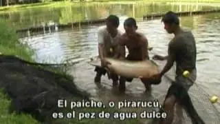 Tambopata Natural Reserve Video by Antonio Brack - Luxury Hotels in Peru's Amazon Rainforest - PartI