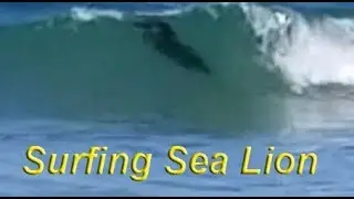 Sea Lion Surfing on Pacific Ocean Wave