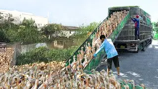 Genius Way They Transport Millions of Ducks by Truck Every Year