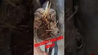 #herrajes #farrier #horse #satisfying #asmr #oddlysatisfying #caballos