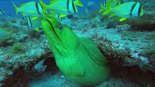 Diego's Reef & Loggerhead - Divocean