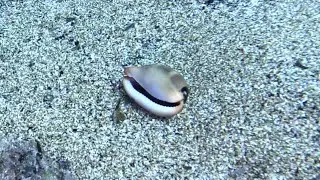 Luria sea snail - Luria lurida - Ciprea Mediterranea - www.intotheblue.it