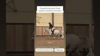 Exceptional pony finals quality small pony hunter! &ldquo;Silver&rdquo;