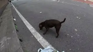 Ловля крыс в Восточном Лондоне с Ролло, терьером Паттердейл