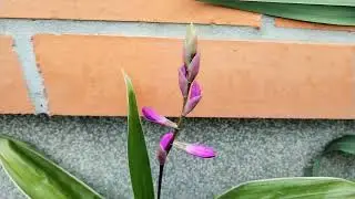 Bletilla striata - orchidej vzpř&iacute;men&aacute; dnes na zahradě: V&aacute;clav Kovalč&iacute;k, květen 2025, Zl&iacute;n