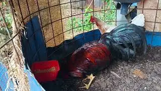 Feliz día de San Andrés Dios los bendiga siempre 