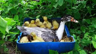Pekin Duckling Hatching By Grey Muscovy Duck Mum | First Time Feeding