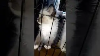 #cat #ragdolllife #catsofyoutube