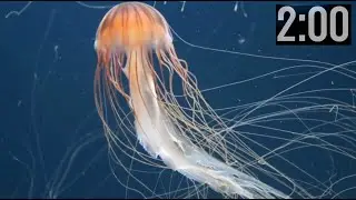 2 Minute Countdown Timer (with Music) | Explore Magical Undersea with Jellyfish