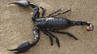 Most Expensive Liquid: Medical Benefits Of Scorpion Venom