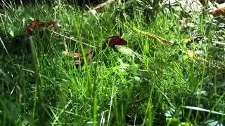 Hypnotic grass - HD - 9 minutes of relaxing video