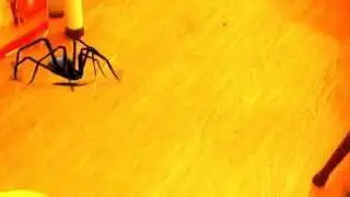Spider attack !!