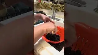 Quick and EASY Blackberry Cleaning Method for FREEZER Storage #howto #fruits #shorts