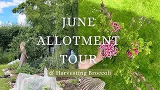 JUNE 2024 ALLOTMENT TOUR | Allotment VLOG #8 🥦