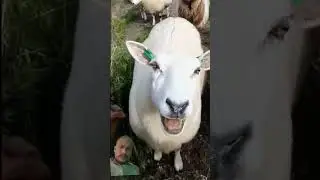 #goat #animals #sheep #funny #cute #funnyanimals #mittoo #mitto #animal #funnypets