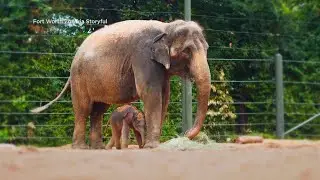 Fort Worth Zoo celebrates birth of female Asian elephant calf