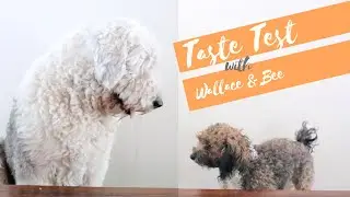 ASMR┃Old English Sheepdog Reviewing Different Types of Food┃Ed&Mel